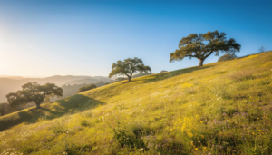 Out of State Rehab: Why Traveling for Treatment Is Often Worth It